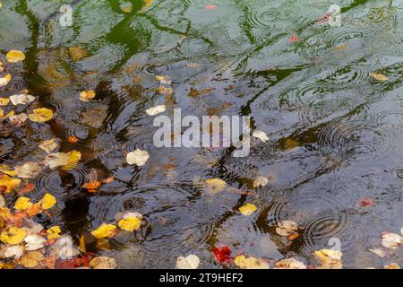 raindrops and autumn leaves on the water Stock Photo