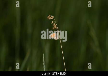 Coenonympha pamphilus Family Nymphalidae Genus Coenonympha Small heath butterfly wild nature insect wallpaper, picture, photography Stock Photo