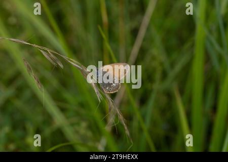 Coenonympha glycerion Family Nymphalidae Genus Coenonympha Chestnut heath butterfly wild nature insect wallpaper, picture, photography Stock Photo