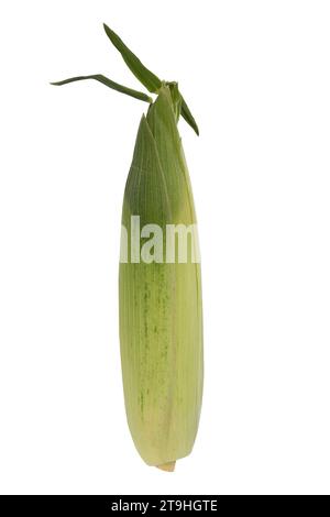 one fresh corn ears with green leaves isolated on white background, single raw corn cob with husk, top view Stock Photo
