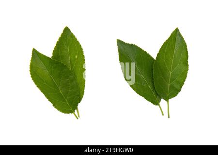 plum or cherry leaves isolated on white, top view, green fruit leaves flat lay Stock Photo