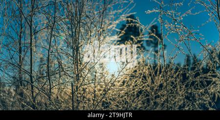 Scenic close up panorama of warm golden Sun shining through thin young birch branches covered by hoarfrost, early winter frosty morning. Blue sky and Stock Photo