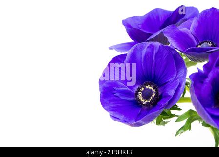 Purple anemone flowers with white background. Stock Photo