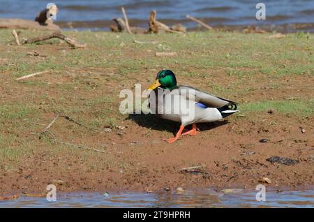 Mallard, Anas platyrhynchos, male on shore Stock Photo