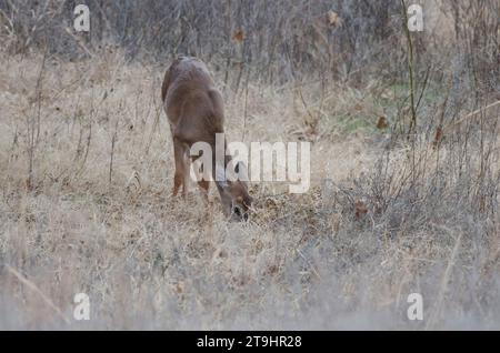 White-tailed Deer, Odocoileus virginianus, button-buck grazing Stock Photo