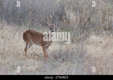 White-tailed Deer, Odocoileus virginianus, button-buck Stock Photo