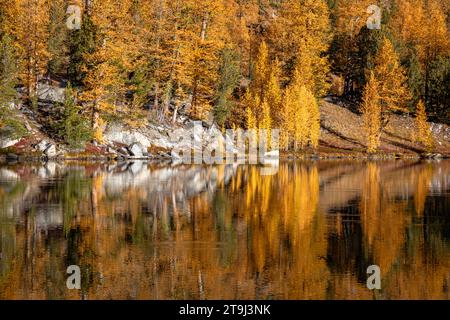 WA23812-00...WASHINGTON - Larch trees reflecting in the still waters of Cooney Lake; Okanogan National Forest. Stock Photo