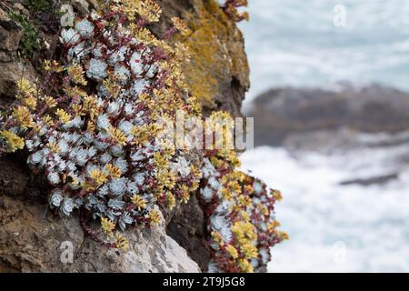 Powdery dudleya (Dudleya farinosa) clings to a rocky cliff over the Pacific Ocean near Fort Bragg, California Stock Photo
