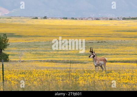 A pronghorn buck (Antilocapra americana) stands near a fence in one of the last open spaces left by encroaching subdivisions. Stock Photo