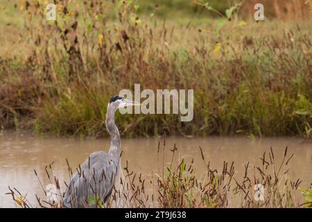 A Great blue heron watches a small stream during a rain shower in Bosque del Apache National Wildlife Refuge, New Mexico, USA Stock Photo