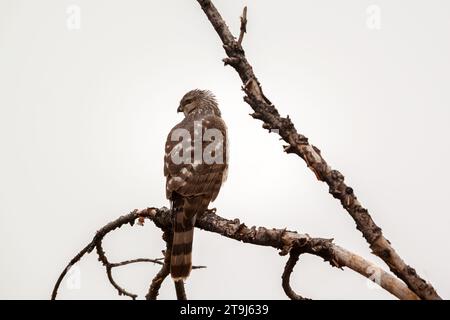 A female merlin (Falco columbarius) perches on the branch of a dead tree on a bright, overcast day. This bird was found near Colorado Springs. Stock Photo