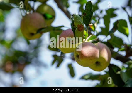 Apple farm in Pahalgam, Jammu Kashmir, India Stock Photo