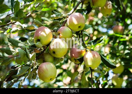 Apple farm in Pahalgam, Jammu Kashmir, India Stock Photo