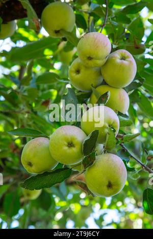 Apple farm in Pahalgam, Jammu Kashmir, India Stock Photo