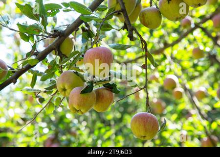 Apple farm in Pahalgam, Jammu Kashmir, India Stock Photo