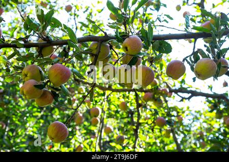 Apple farm in Pahalgam, Jammu Kashmir, India Stock Photo