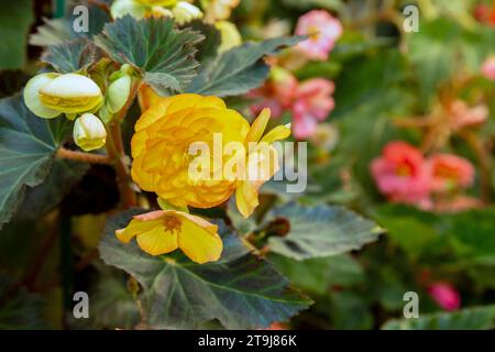 Yellow  begonia in full bloom at the Road Company garden Mussourie, Uttarakhand Stock Photo