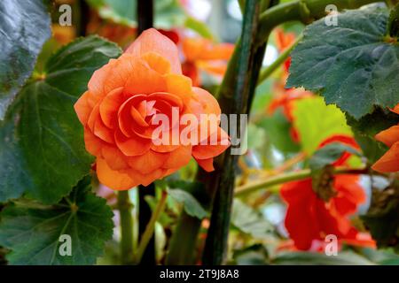 Pink begonia in full bloom at the Road Company garden Mussourie, Uttarakhand Stock Photo
