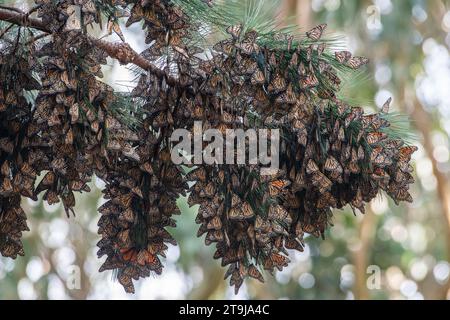 Thousands of overwintering western monarch butterflies, Danaus plexippus, in the Pacific grove butterfly sanctuary in Monterey County, California. Stock Photo
