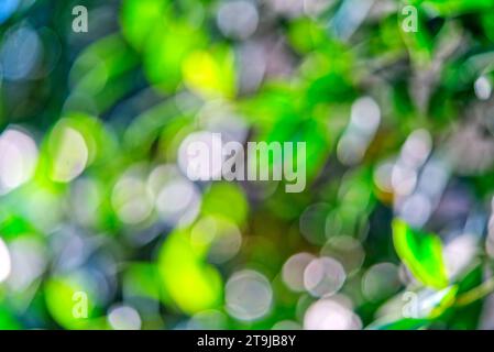 Abstract bokeh background of leaves with sunlight in nature, daylight green bokeh background. Stock Photo
