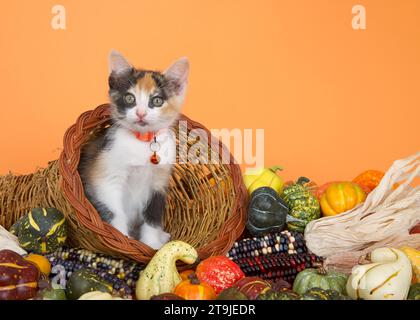 Calico kitten peeking out of a cornucopia basket filled over flowing with gourds, pumpkins, squash and indian corn on orange background. Stock Photo