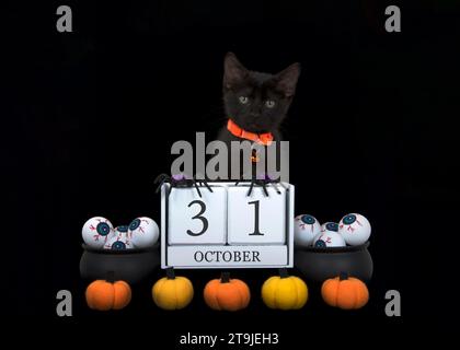 Close up black kitten wearing an orange collar sitting behind wood blocks with date October 31. Black cauldrons filled with eyeballs, small orange pum Stock Photo