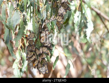 Many Monarch Butterflies clustered together in a Eucalyptus tree. They clustering together to keep warm, scattering as the temps warm. It is probably Stock Photo