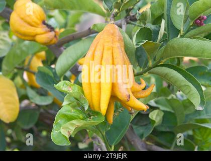 Close up on  Buddah's Hand Citrus growing on the tree Stock Photo