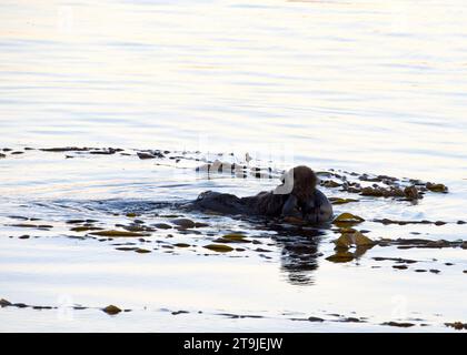 female California Sea Otters grooming baby otter in shallow ocean waters close to shore, baby laying on her stomach. Floating with kelp wrapped around Stock Photo
