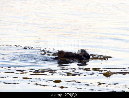 female California Sea Otters grooming baby otter in shallow ocean waters close to shore, baby laying on her stomach. Floating with kelp wrapped around Stock Photo