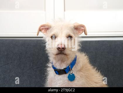 Portrait of an adorable Jack Russell Terrier mix puppy dog wearing a blue collar  looking directly at viewer. grey sofa and off white window shutters Stock Photo