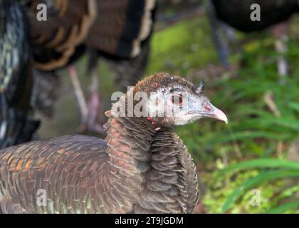 Close up of a female hen turkey with other turkeys in green grass behind. Stock Photo