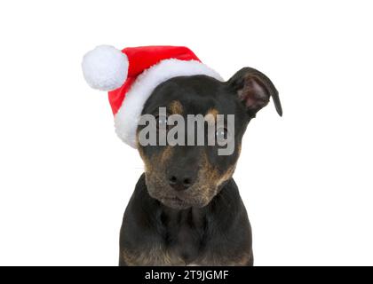 Close up portrait of a black and brown brindle American Staffordshire Terrier puppy wearing a Santa hat, isolated on white. Looking directly at viewer Stock Photo