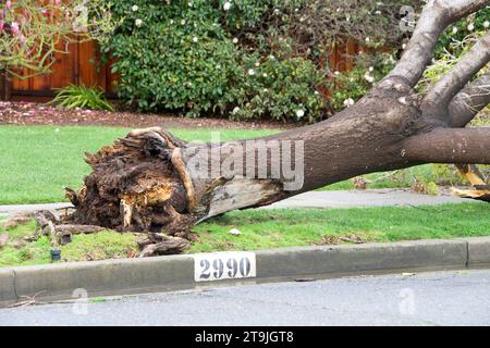 Storm damage after 70 mph wind with rain hit the Bay Area overnight in Califoria. Dry rot weakening tree trunk, winds snapped it at ground level. Stock Photo