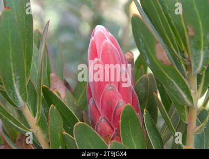 Close up on one Protea Trish Compacta flower budding. Stock Photo