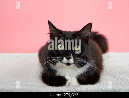Portrait of a black and white tuxedo cat laying on an off white sheep skin blanket looking directly at viewer. Pink Background. The domestic cat was t Stock Photo