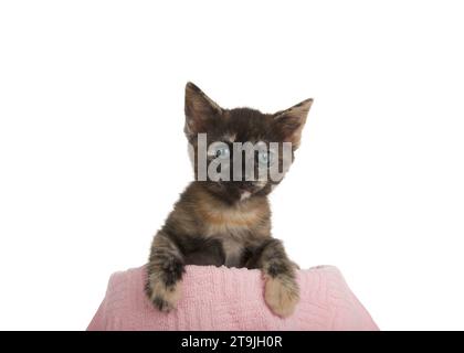 Close up portrait of an adorable tortoiseshell torbie kitten peeking over a pink blanket with paws over the edge, looking directly at viewer. Isolated Stock Photo