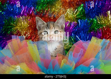 Adorable tabby calico mix kitten looking directly at viewer, peeking out through colorful tulle in Gay Pride Rainbow colors of green, blue, orange, ye Stock Photo