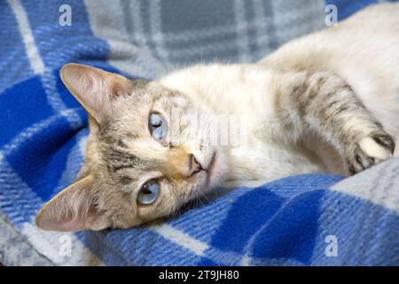 Close up of a Lynx Point Siamese cat laying down on a plaid blanket looking at viewer. Stock Photo