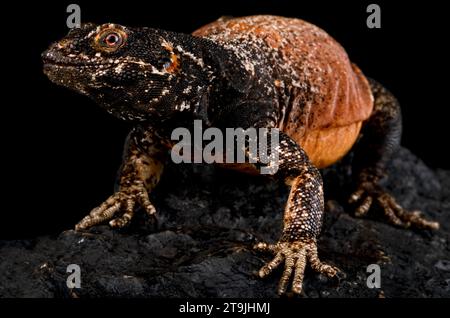 The Chuckwalla (Sauromalus äter) is found in the Sonora and Mojave deserts. Stock Photo