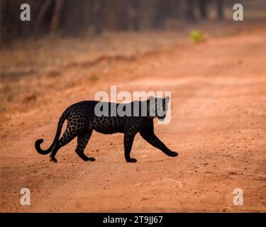 black panter crossing the path slowly with give warning Stock Photo