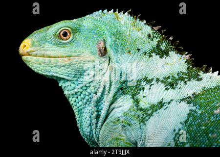 The Fiji Crested Iguana (Brachylophus vitiensis) is a critically endangered lizard species from the Fiji islands. Stock Photo