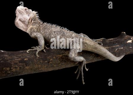 The Lesser Antillean Iguana (Iguana delicatissima) is a critically endangered reptile species endemic to a few remaining Antilles islands. Stock Photo