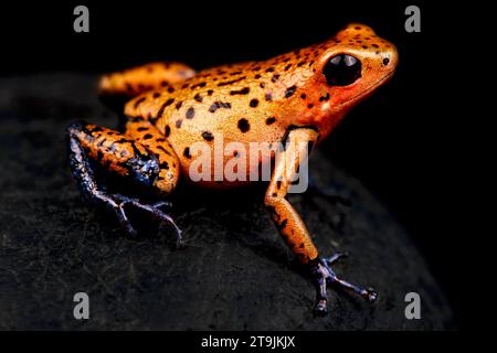 The Strawberry dart frog (Oophaga pumilio) is a highly variable colored amphibian species . This is a Bocas del Torro, Panama specimen. Stock Photo