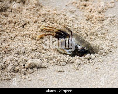 Horned ghost crab (Ocypode ceratophthalmus) near its burrow : (pix Sanjiv Shukla) Stock Photo