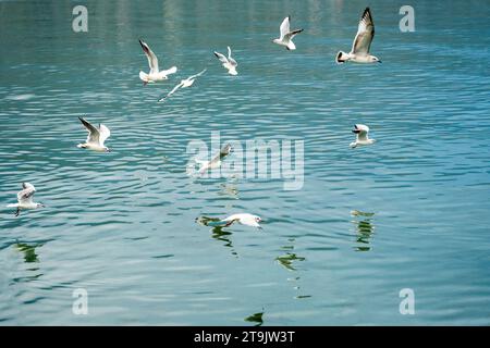 Many birds, flying above ohrid lake in the morning searching for food. Seagulls. Lari, laridae. Stock Photo