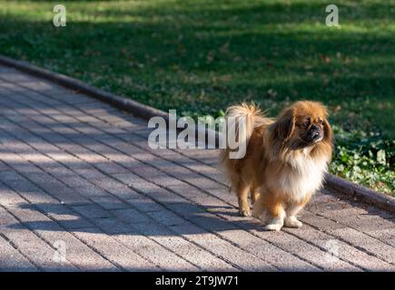 A small, brown small sized mixed breed dog between tibetan spaniel and  pekingese stands on the pavement floor in the park. Grass field. Stock Photo