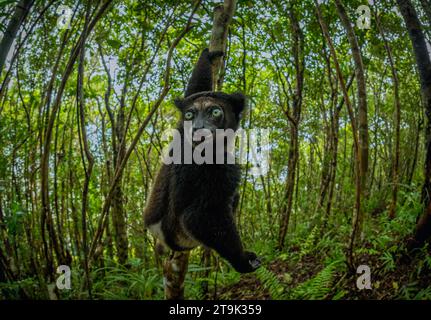 Indri lemur in the rainforests of eastern Madagascar Stock Photo