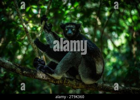 Indri lemur in the rainforests of eastern Madagascar Stock Photo