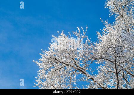 Snow-covered tree branches in the forest against the blue sky on a clear day Stock Photo